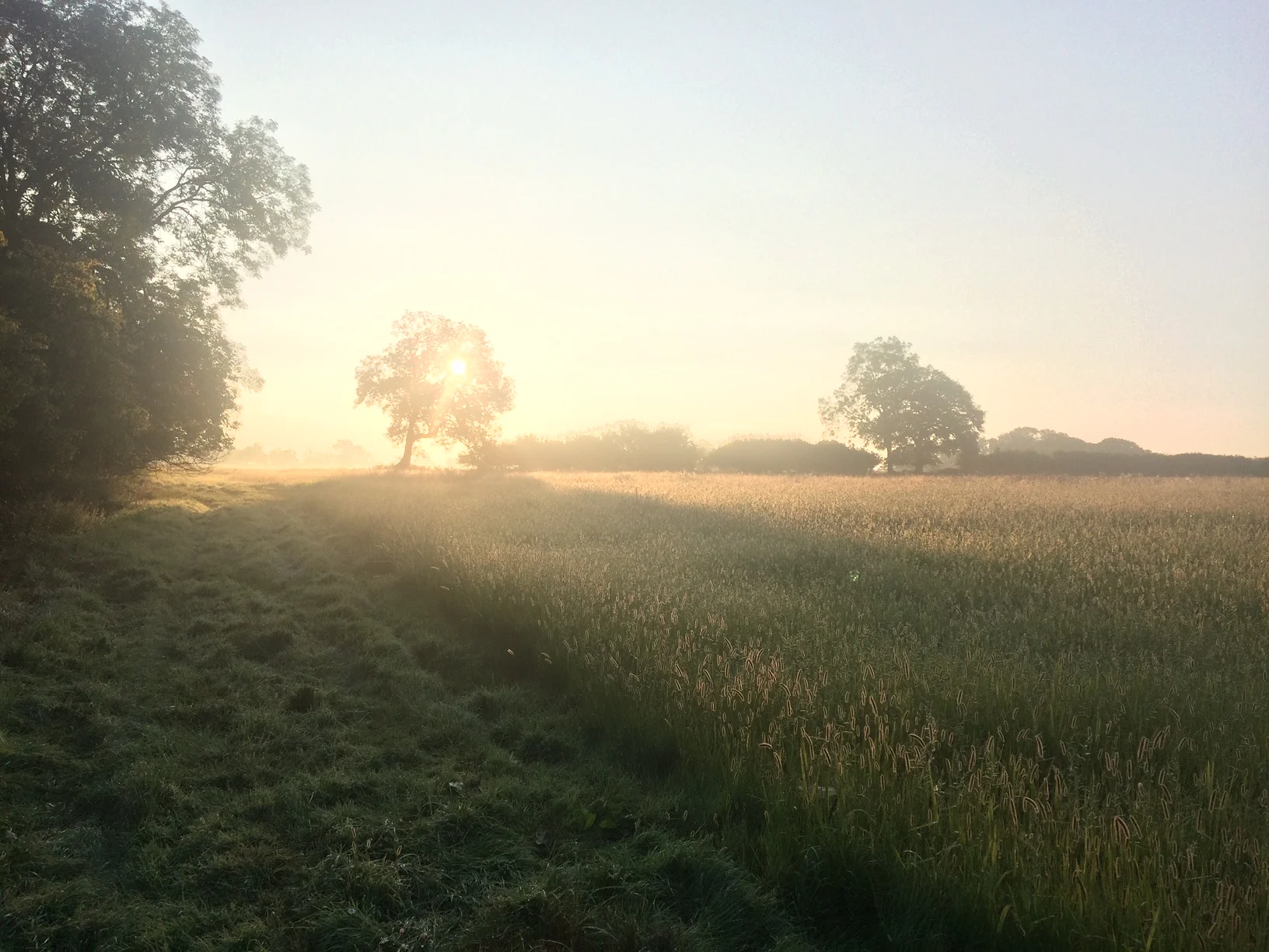 field margin&hedge.JPG