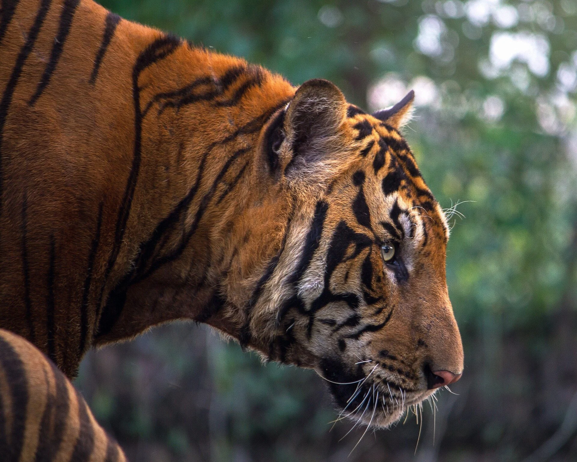 The Tiger and the Fawn