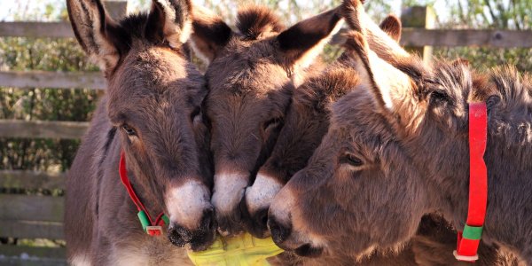 four-donkeys-with-welly-index_5.jpg