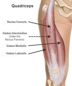 Appreciate Your Quadriceps Muscles — Therapi Tylino