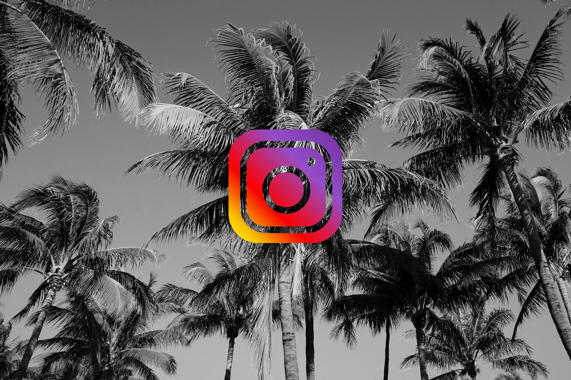 palm trees instagram.jpg