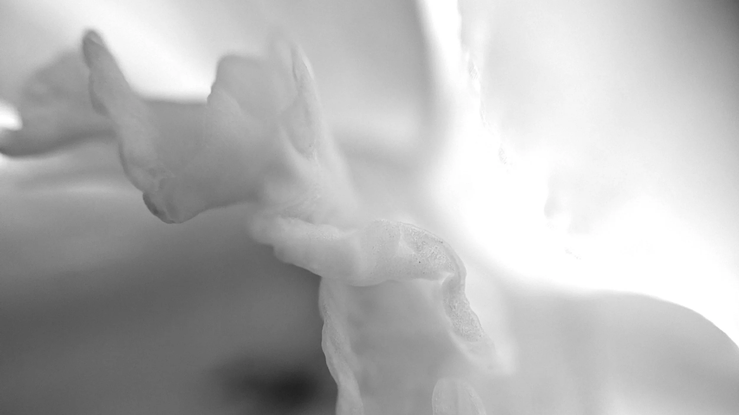 white-flower.jpg