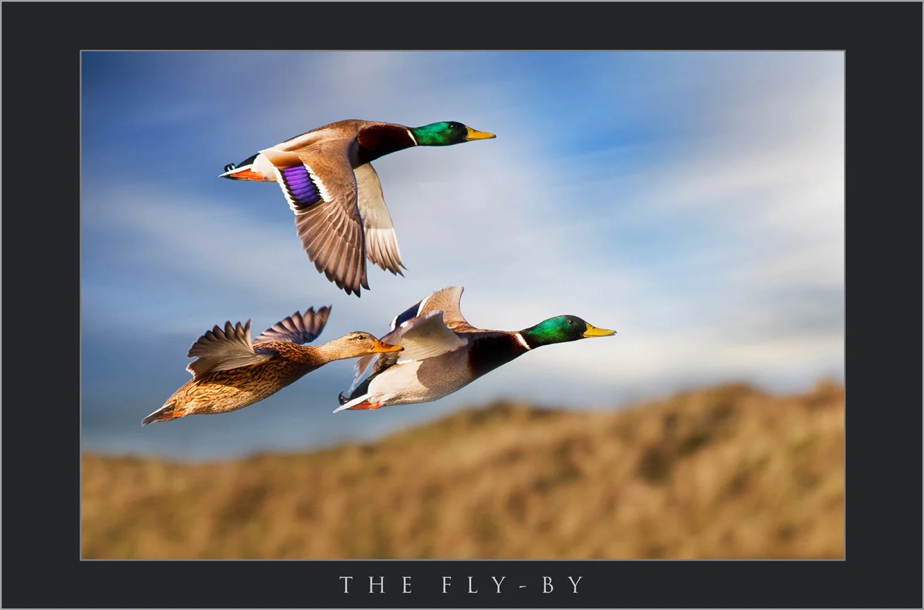AWARD WINNING WILDLIFE PHOTOGRAPHY BY SCOTT WARNE; PUBLISHED WILDLIFE IMAGES; BUY PICTURES OF FLYING DUCKS, THE BEST WILDLIFE PHOTOGRAPHY IN THE UK.jpg