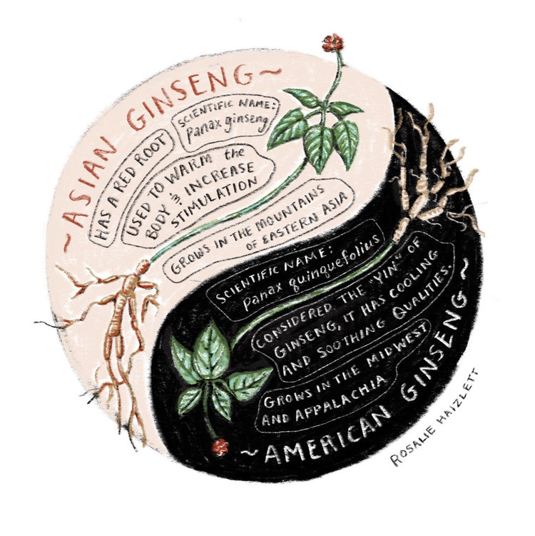 Illustration to explain the differences between Asian Ginseng (considered to have “yang” healing properties) and American Ginseng (possessing “yin” medicinal properties).