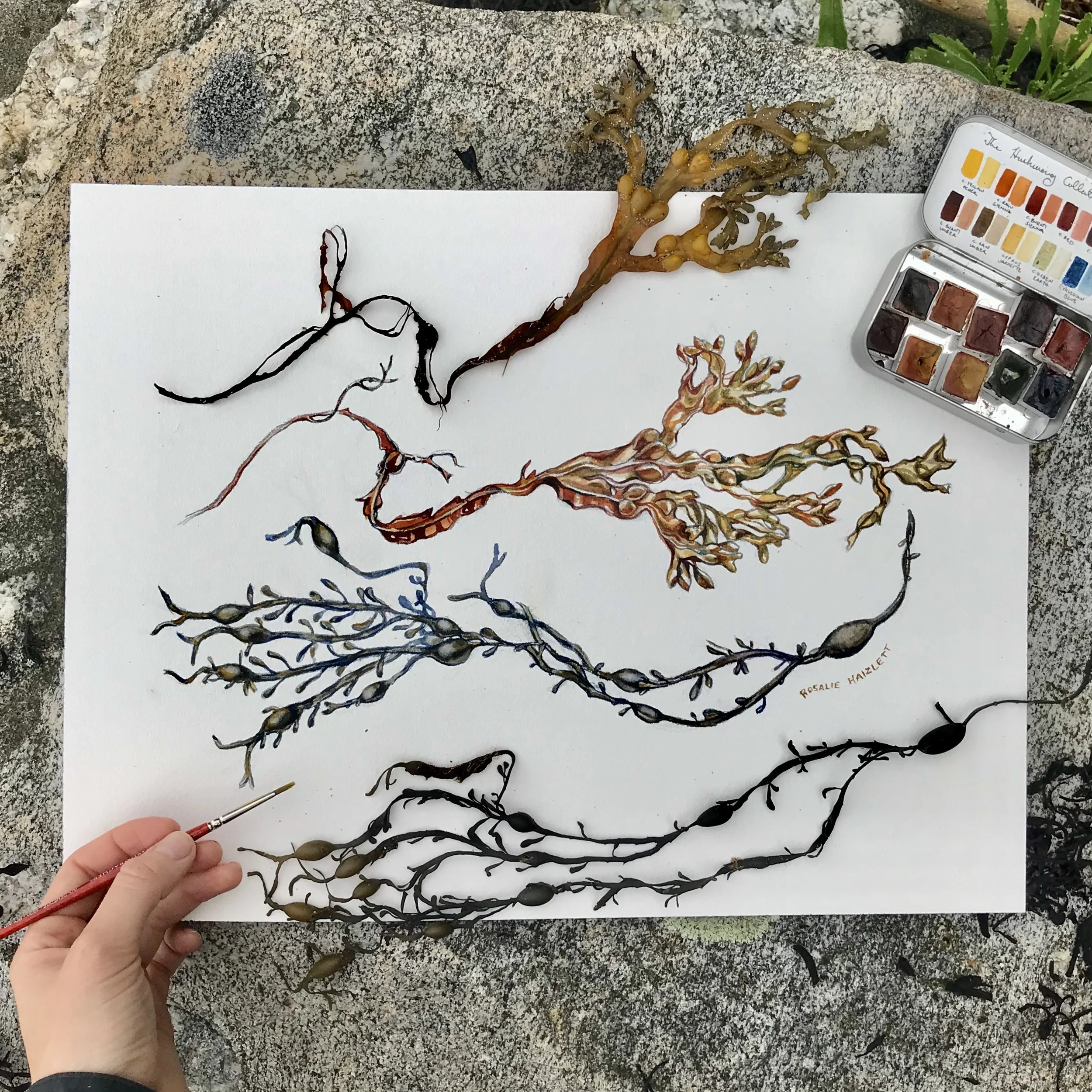 Bladder wrack and knotted wrack on the beach.