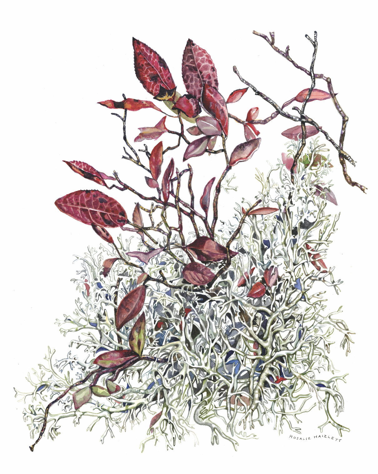 Reindeer Lichen &amp; Blueberry Leaves