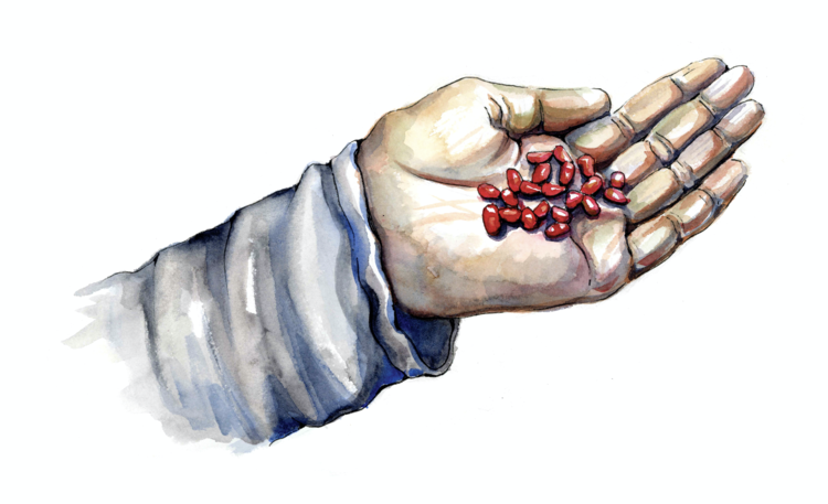 A hand holds ginseng berries or seeds before planting them to propagate new ginseng plants.