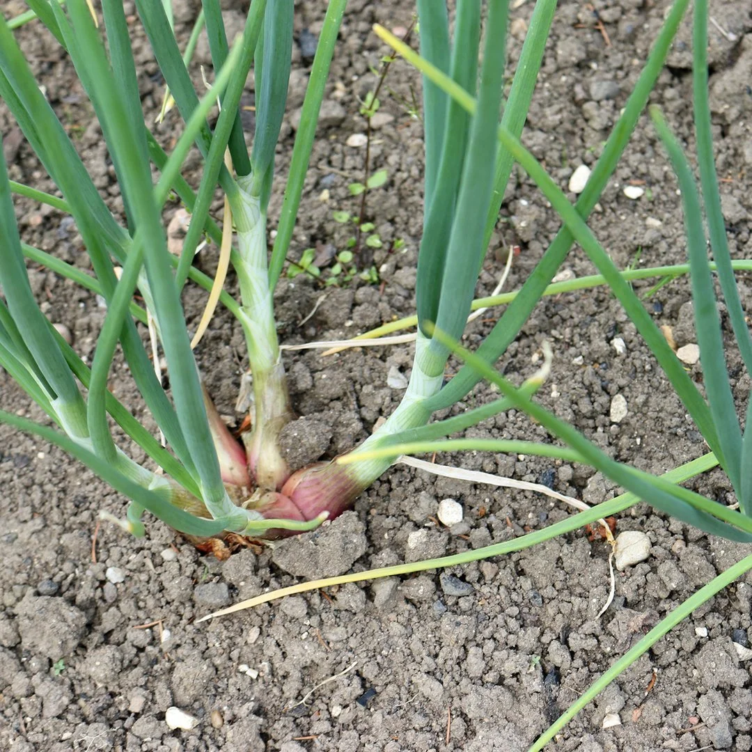 Walk With Him: What Are You There For?