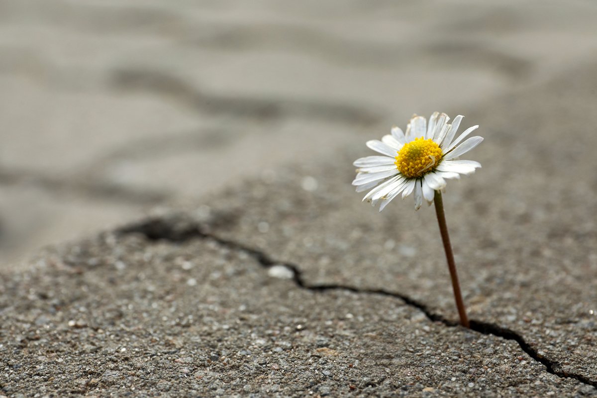 Beautiful white and yellow flower growing out of crack in asphalt, displaying hope.