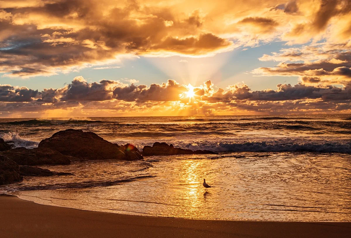 The view of the sunrise from the sea with a seagull standing in the water from the beach.
