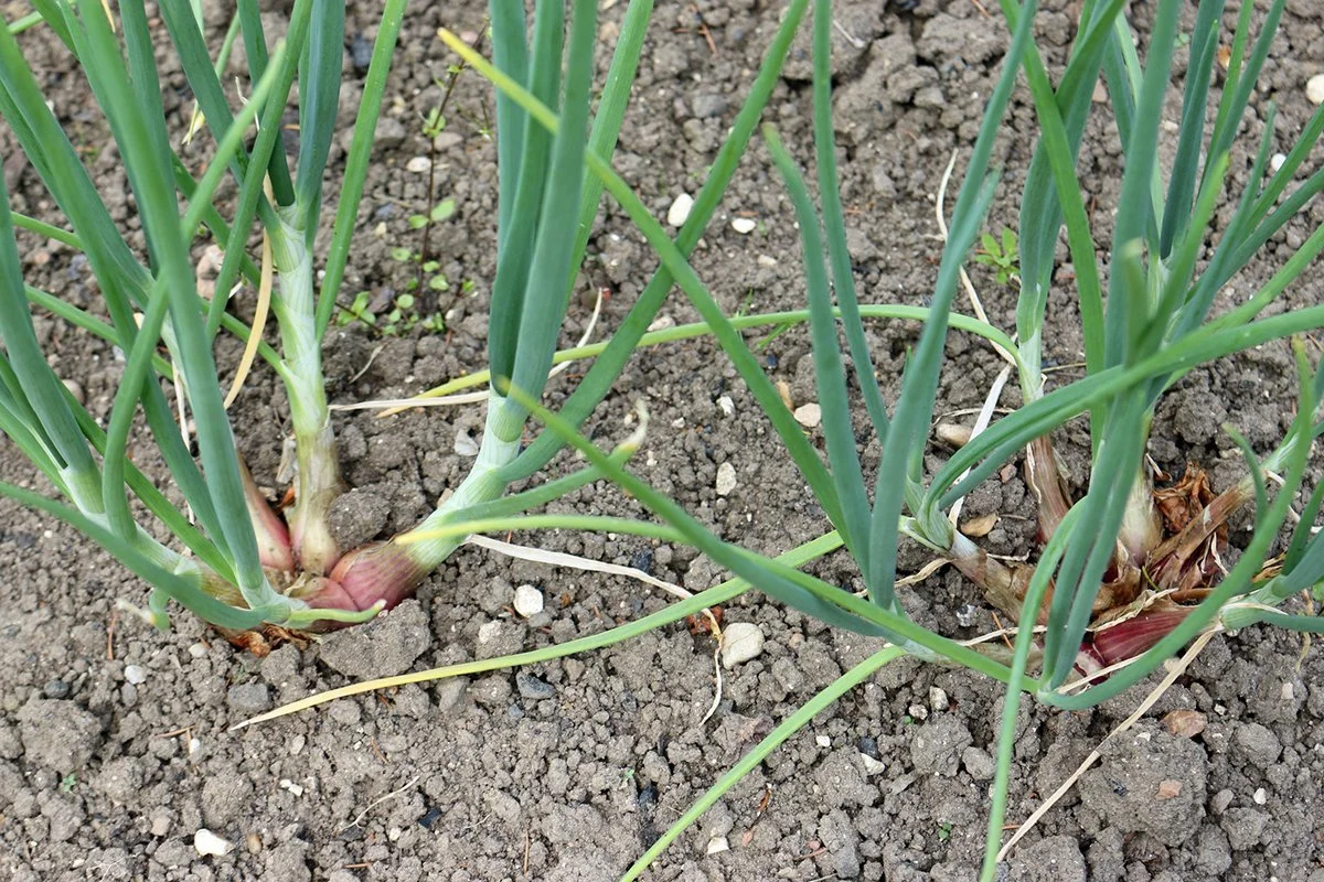 Close up image of shallots growing in a vegetable garden