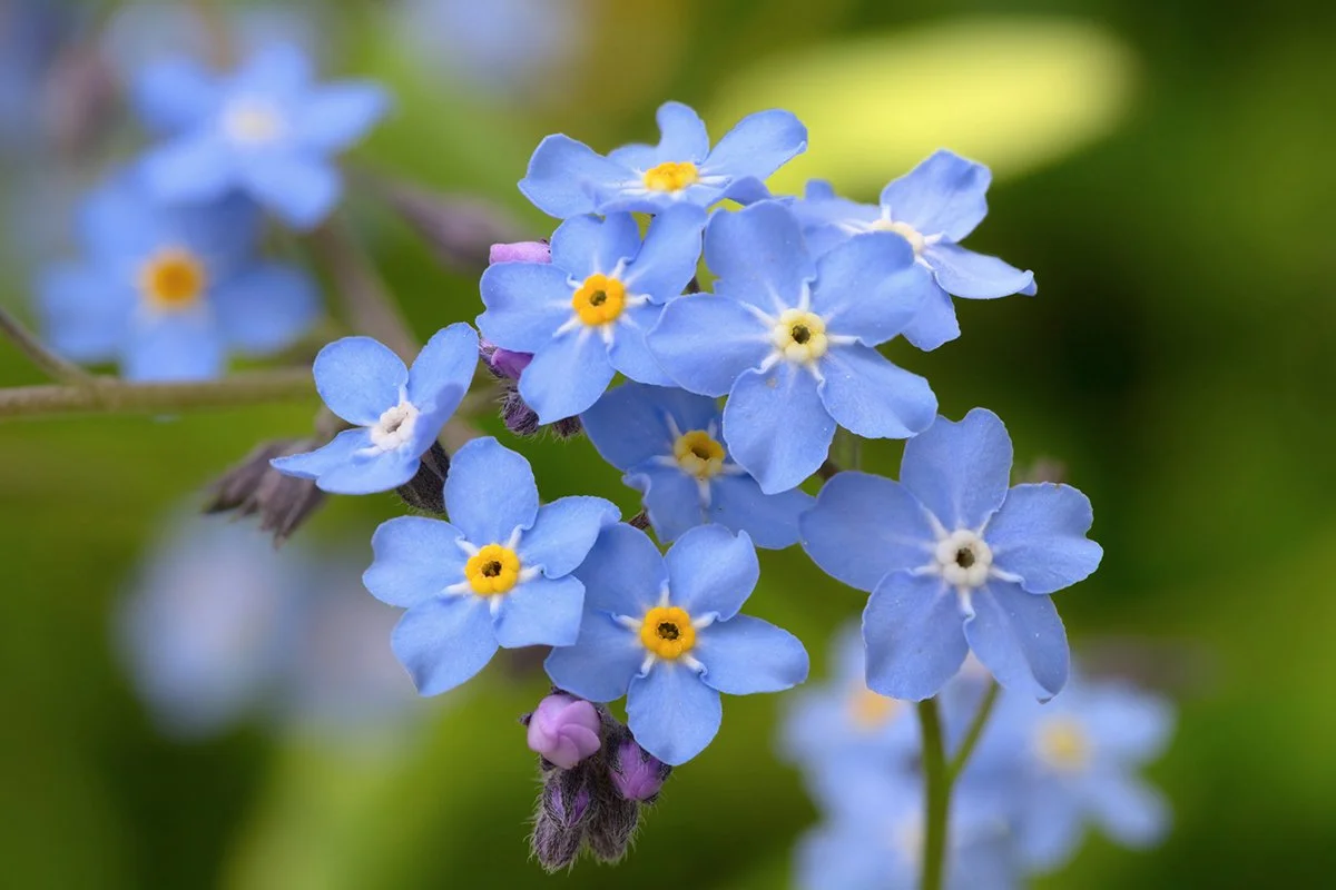 Close up image of Forget-me-not flowers