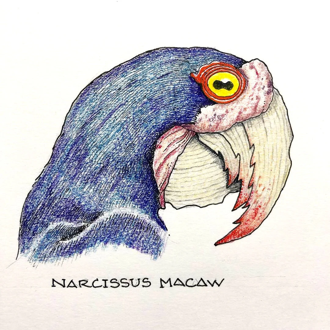Narcissus Macaw
