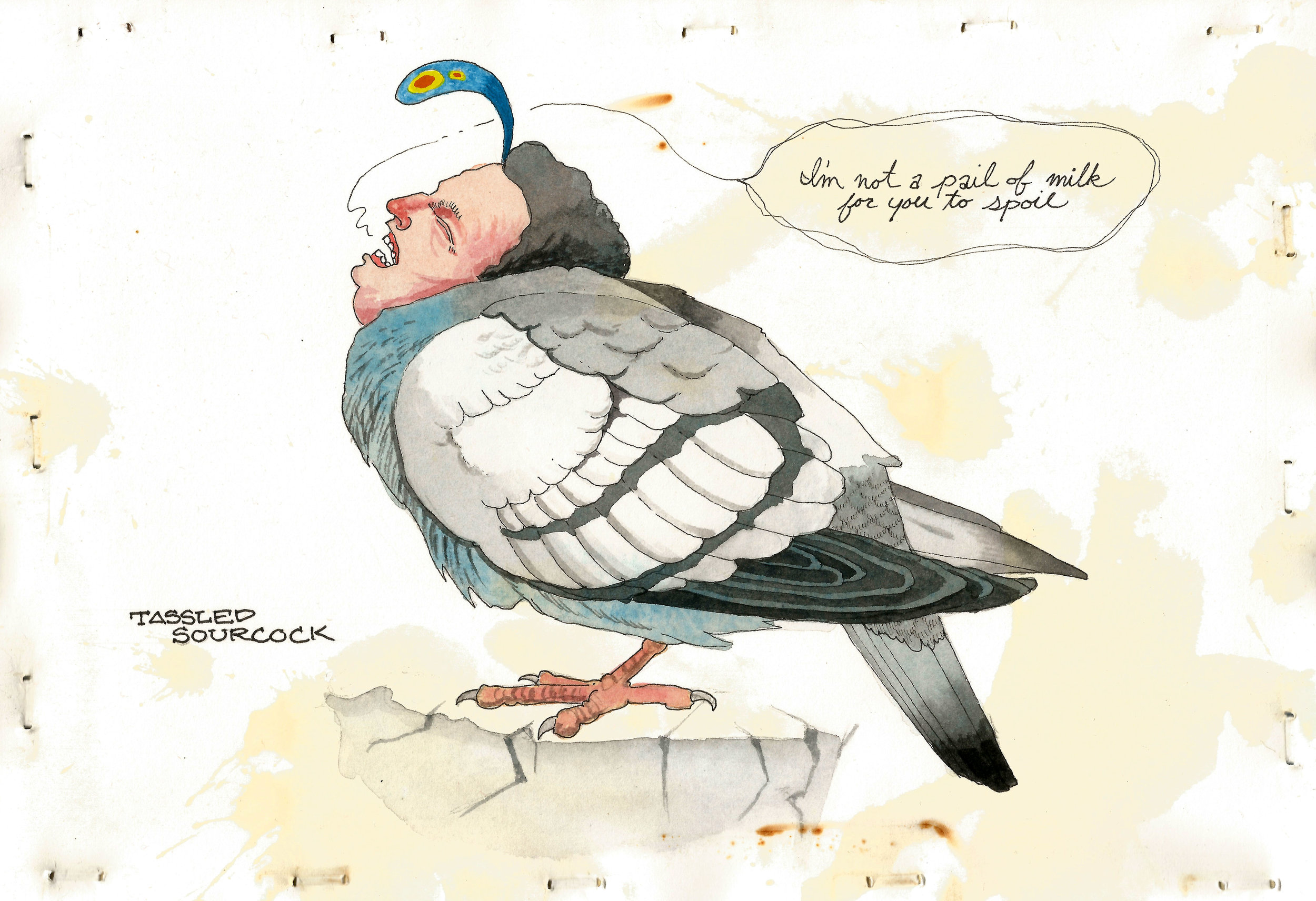 Tassled Sourcock