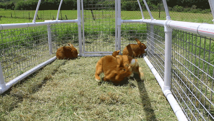 Rabbit farming video