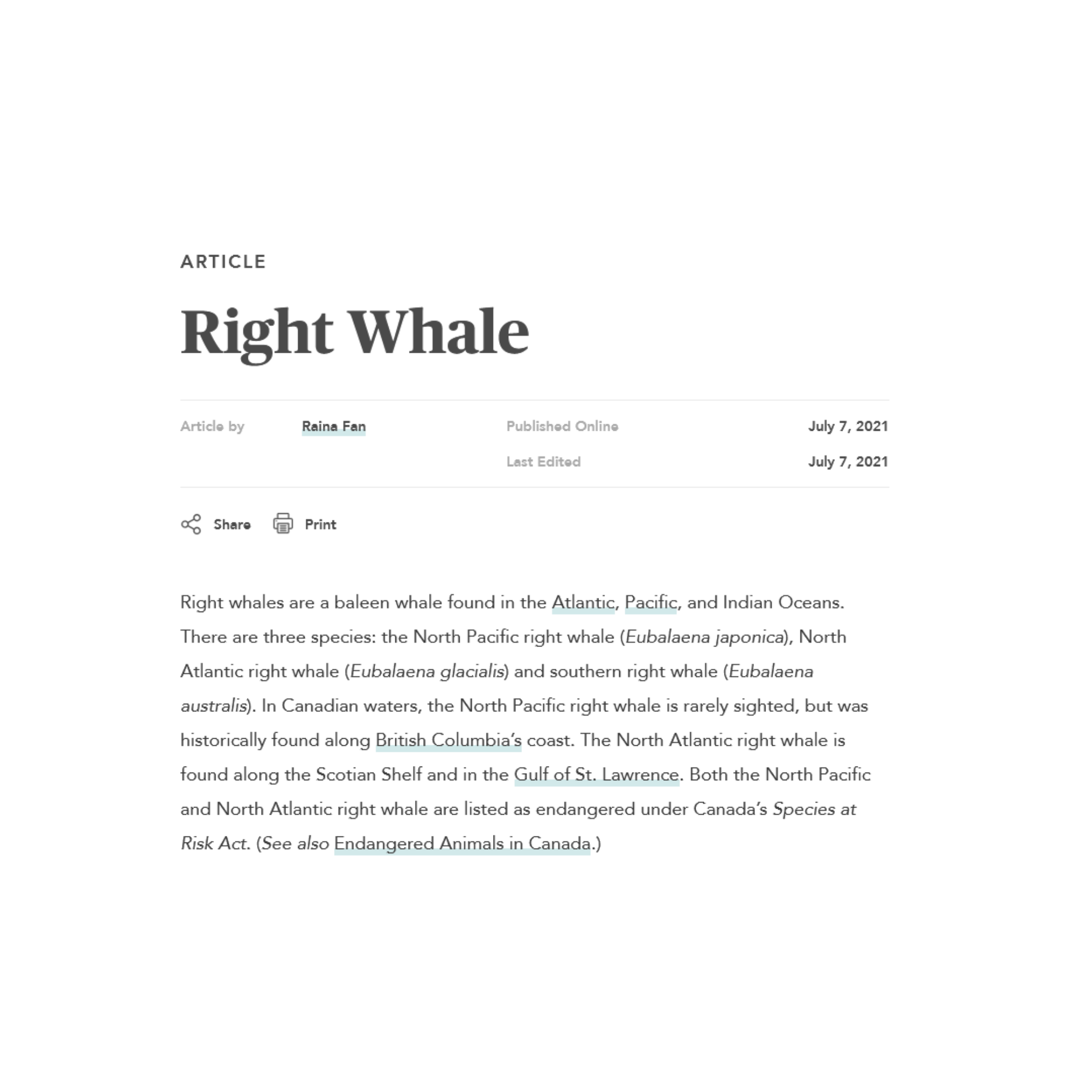 Right whale