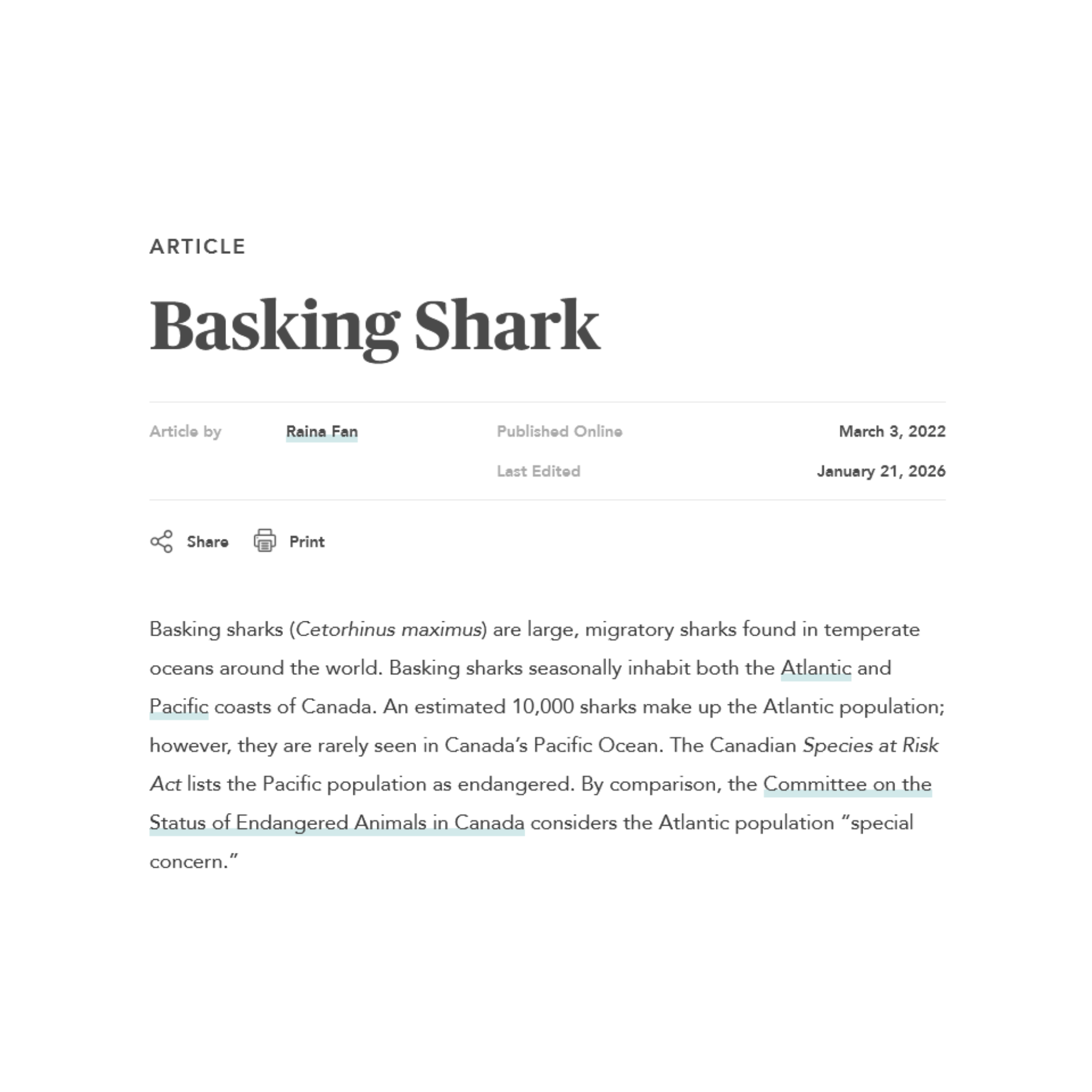 Basking shark