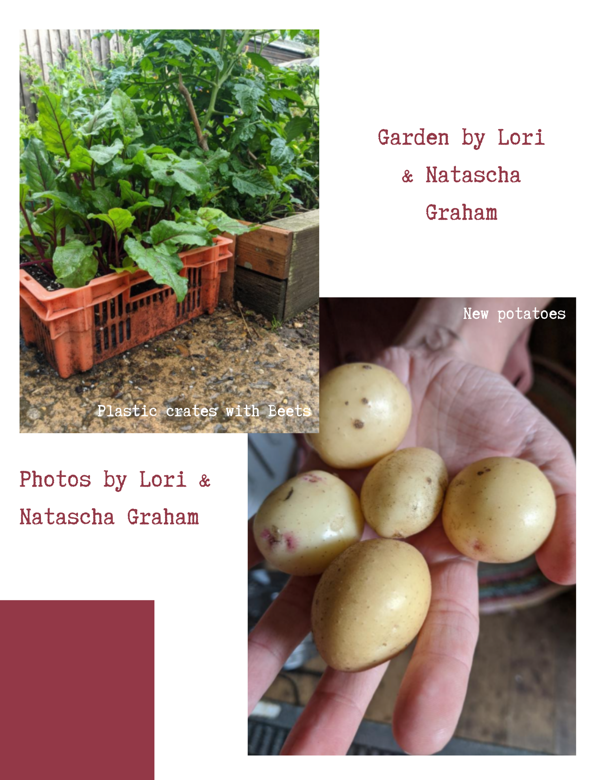 Plastic crates with Beets (Picture: Beets growing in an orange plastic milk crate next to a wooden handmade raised bed with tomatoes) New potatoes! (Natascha holds 5 potatoes in her hand)
