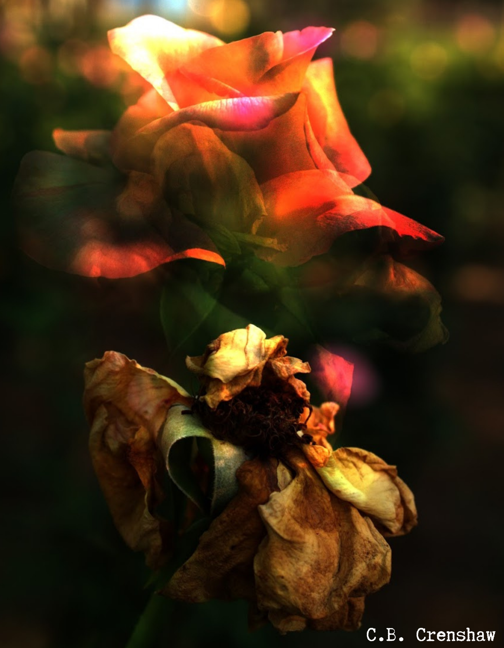 Image description: A composite image depicting a pink rose in three stages of life, arrayed vertically against a blurred, dark background. The flower is in full bloom at the top of the image, drooping in the middle, and decaying at the bottom.  Phot…