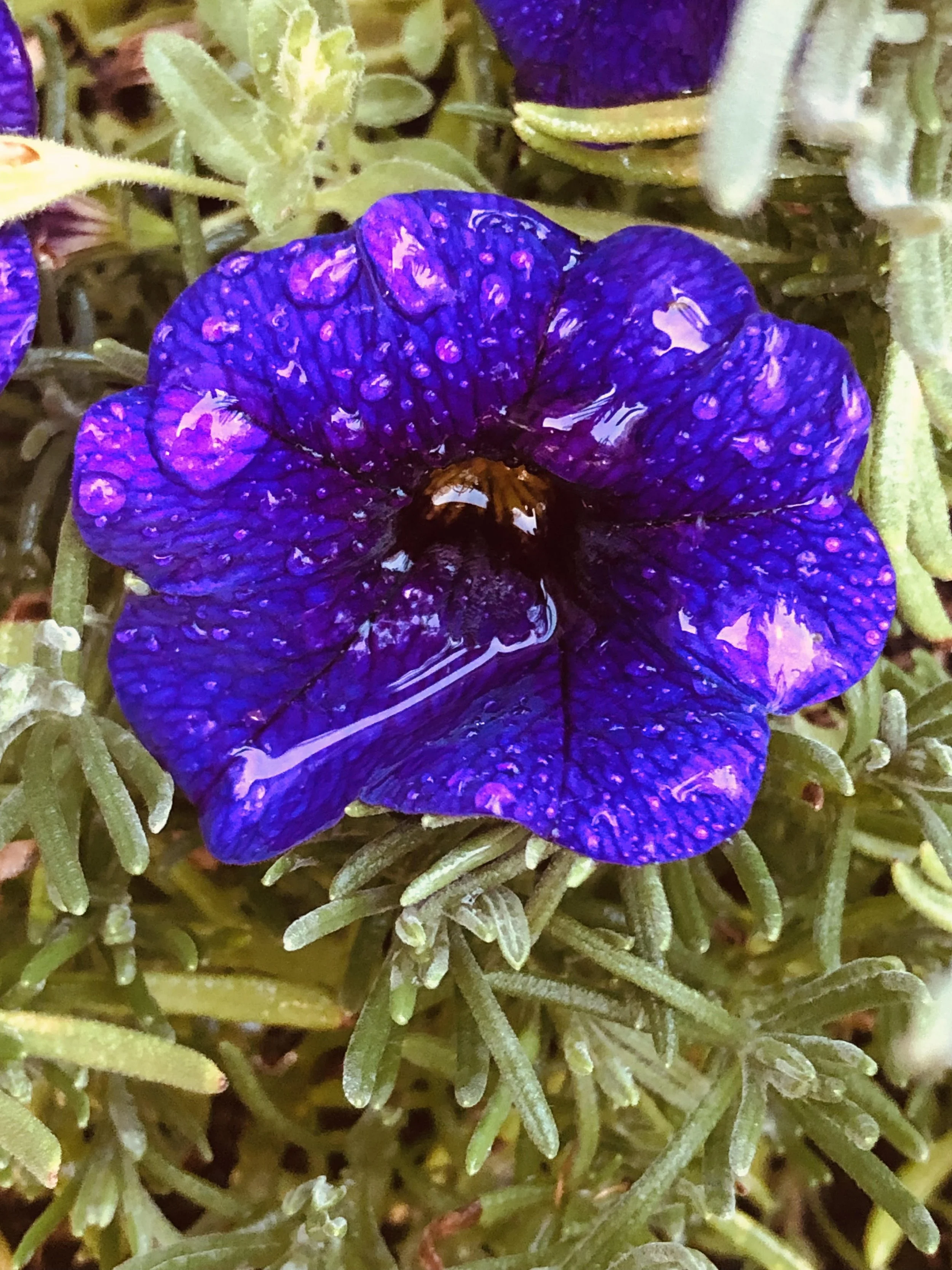 food forest 2023.jpeg