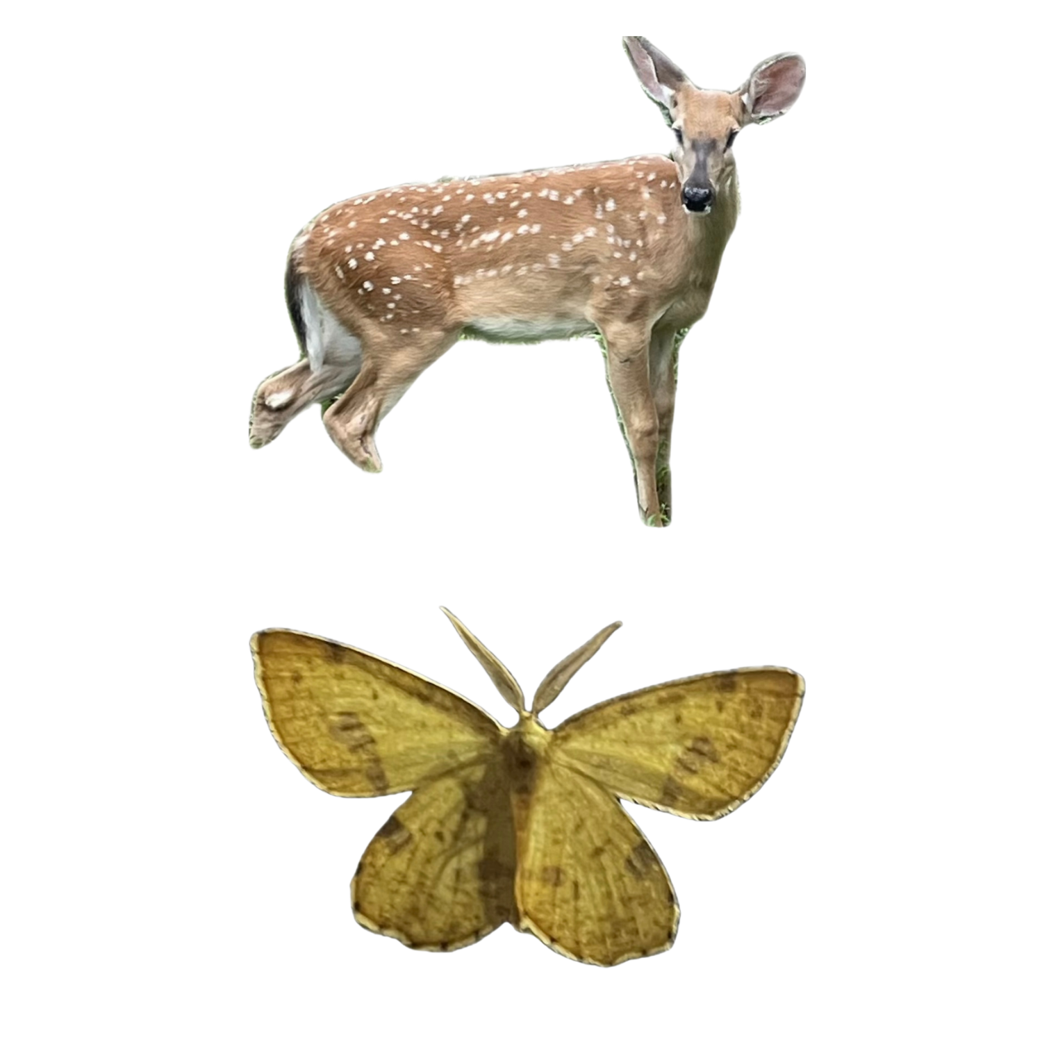 11.png