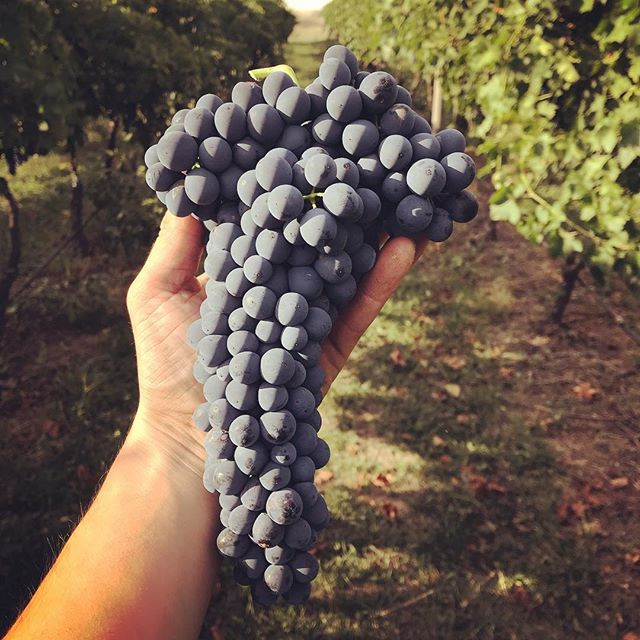 Just weeks away from picking these perfect Shiraz bunches 🤗
@nickolearywines .
.
#canberradistrictwines #cbr #wine #vineyard #viticulture #nswagriculture #shiraz