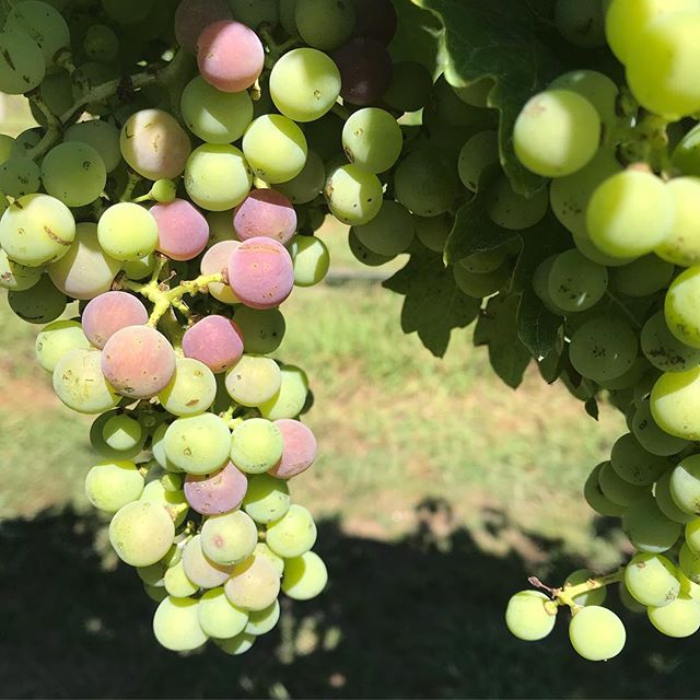The first signs of colour in the vineyard .... 10 days earlier than last year!
#tempranillo #vineyard #canberradistrictwines #v19