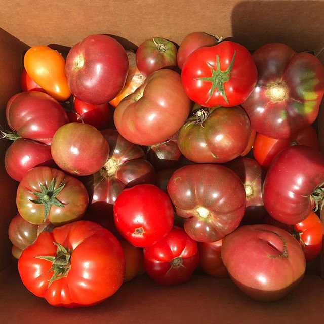 All the tomatoes 🍅 
#justdoit✔️ #justgrowit #win #therealitalian #romatomatoes #blackrussiantomatoes