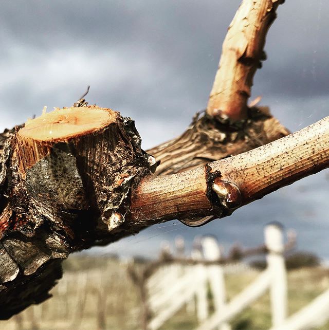 ....and we have sap flow @nickolearywines ; a sign that the vines are waking up ready for bud burst. Also a sign that these old vines have survived a crazy dry winter with aplomb (albeit with a little help from us).
.
.
.
#canberradistrictwines #vine