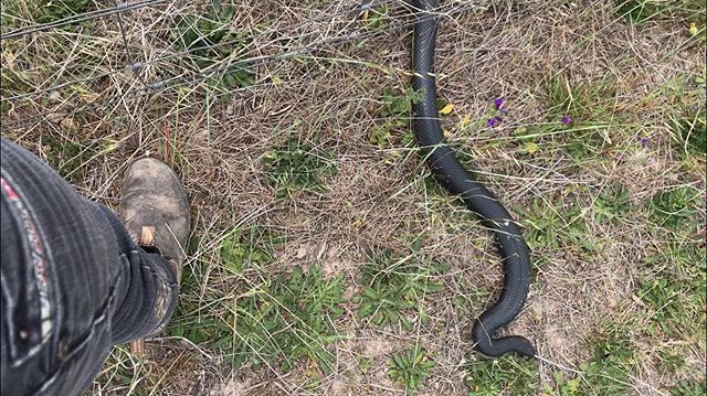 No grapes without snakes 🐍 
#thattimeoftheyear #imasnake #dangernoodle #noperope #canberradistrictwines #viticulture #nswagriculture