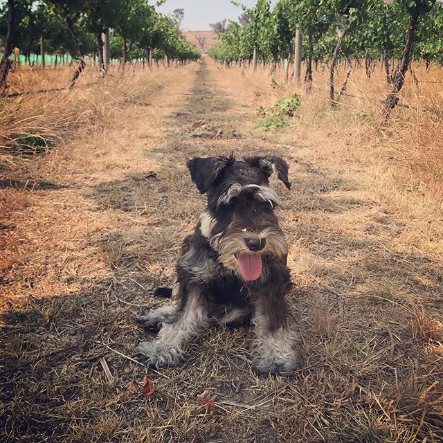 Beating the heat in the shade of the canopy.
.
.
.
.
#schnauzersofinstagram #canberradistrictwines #workingdog #cbr #nswagriculture #vineyard #blackdog