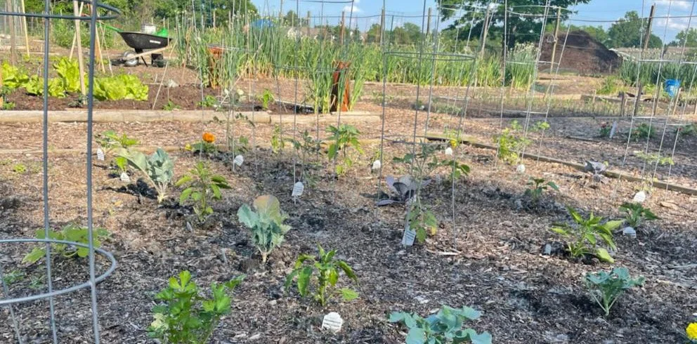 Cultivating Community: Hospitality Restaurants' Community Garden Project Flourishes in Fairview Park