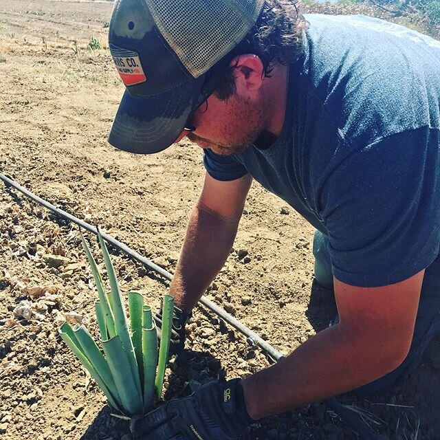 Let the planting begin...again! With a break in the heat, we were able to get some pups in the ground today.