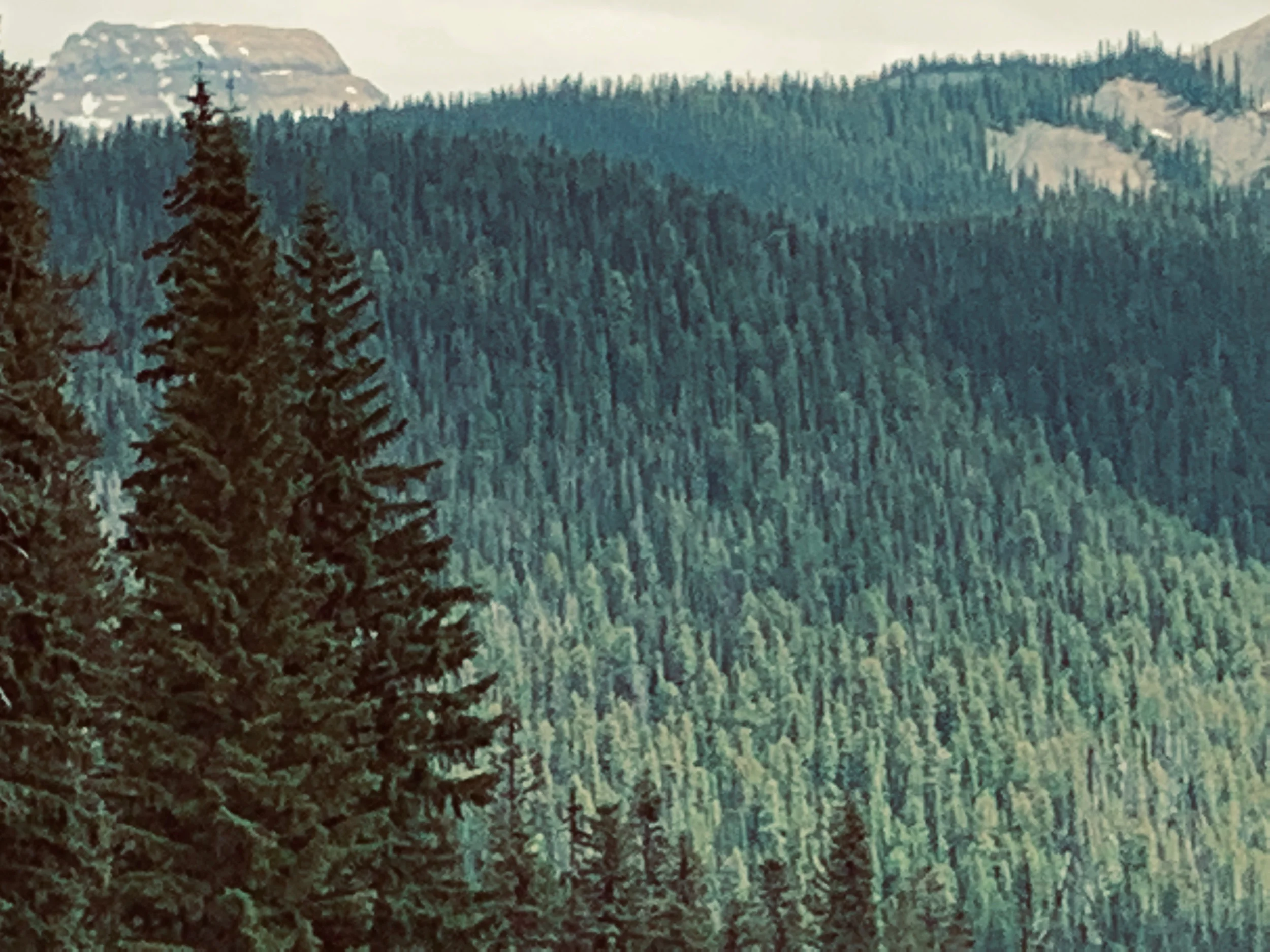 IMG_1619.jpeg