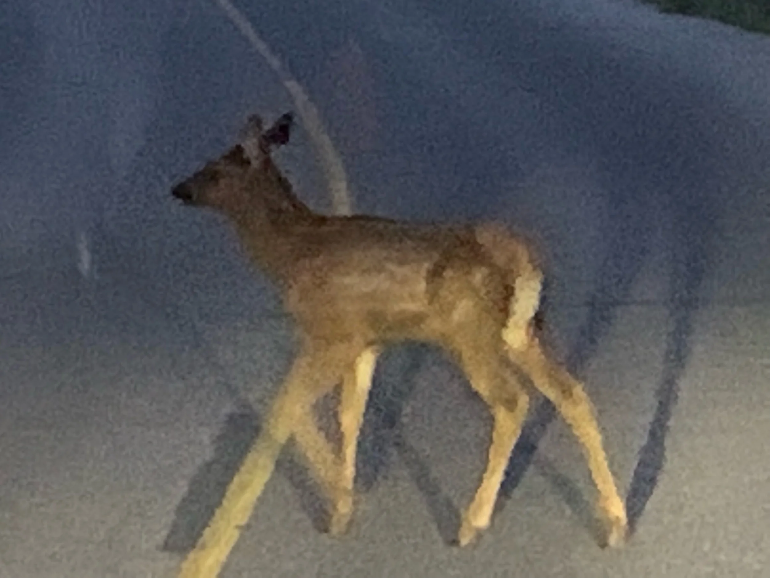 IMG_1804.jpeg