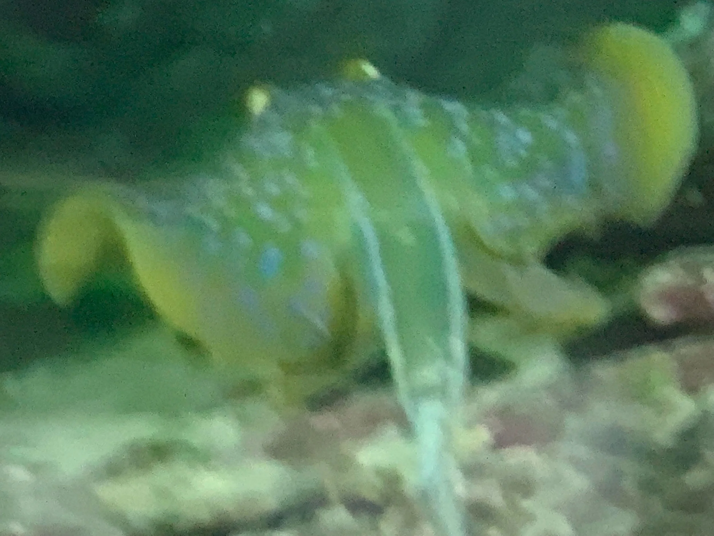IMG_9904.jpeg