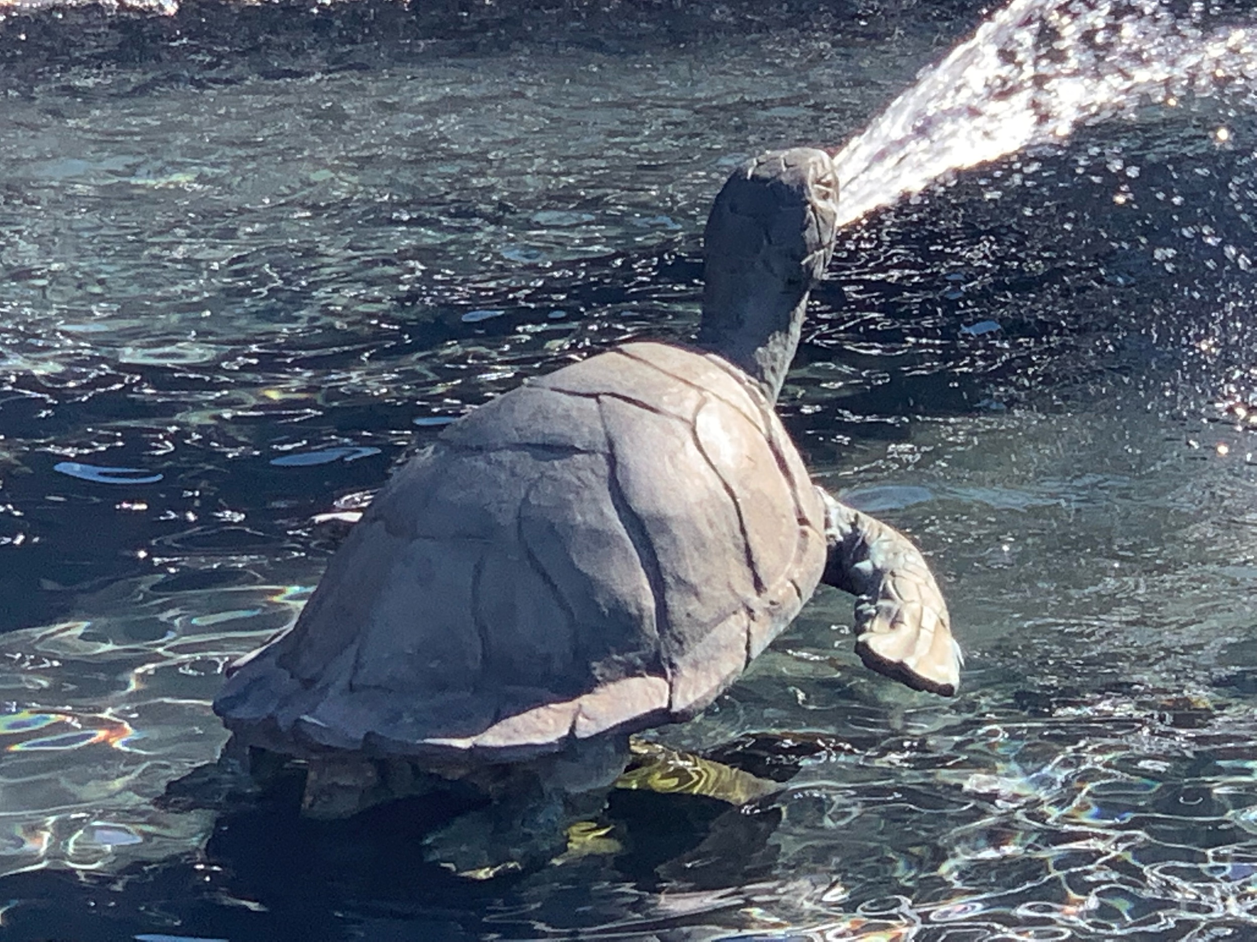 IMG_3732.jpeg
