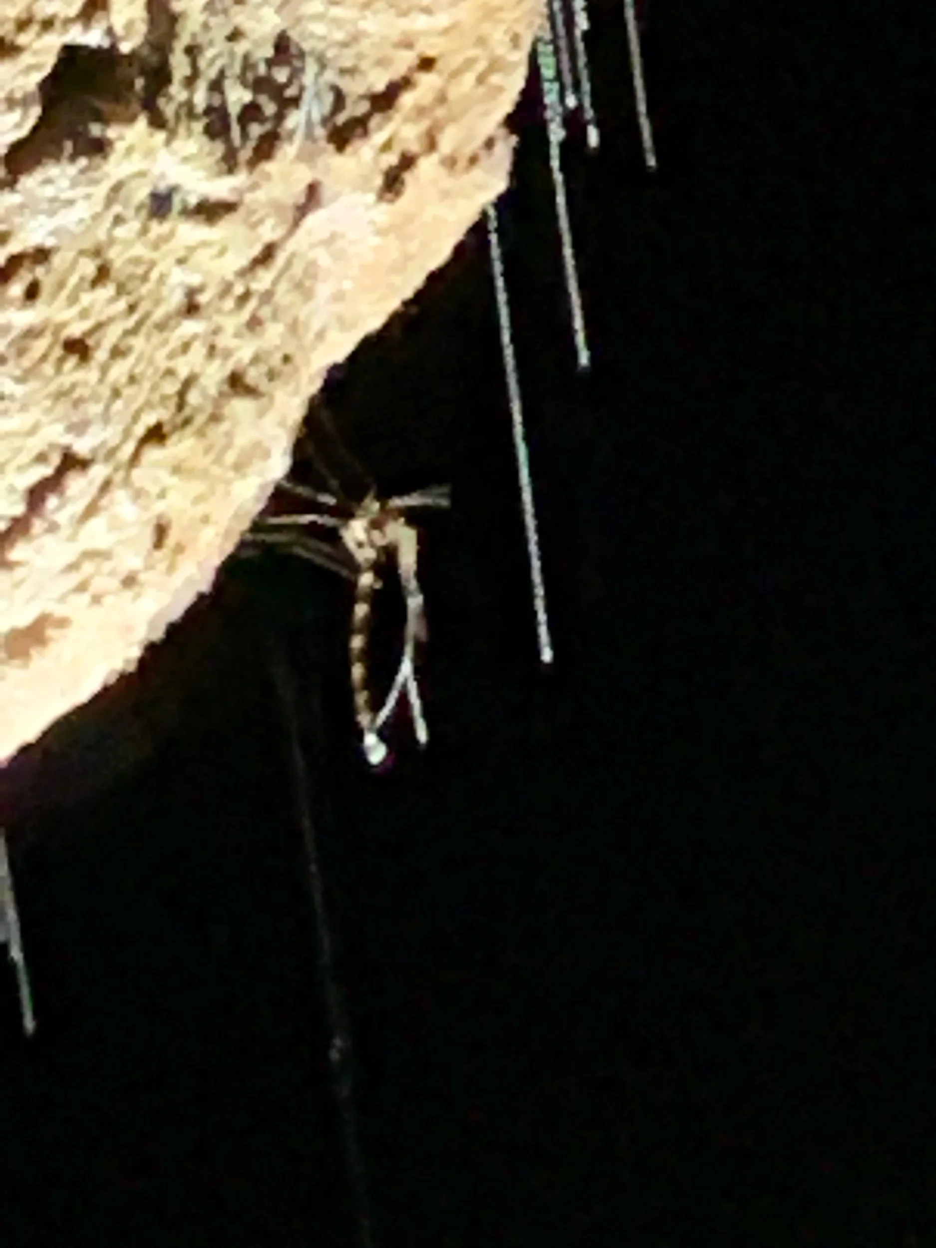 IMG_7164.jpeg