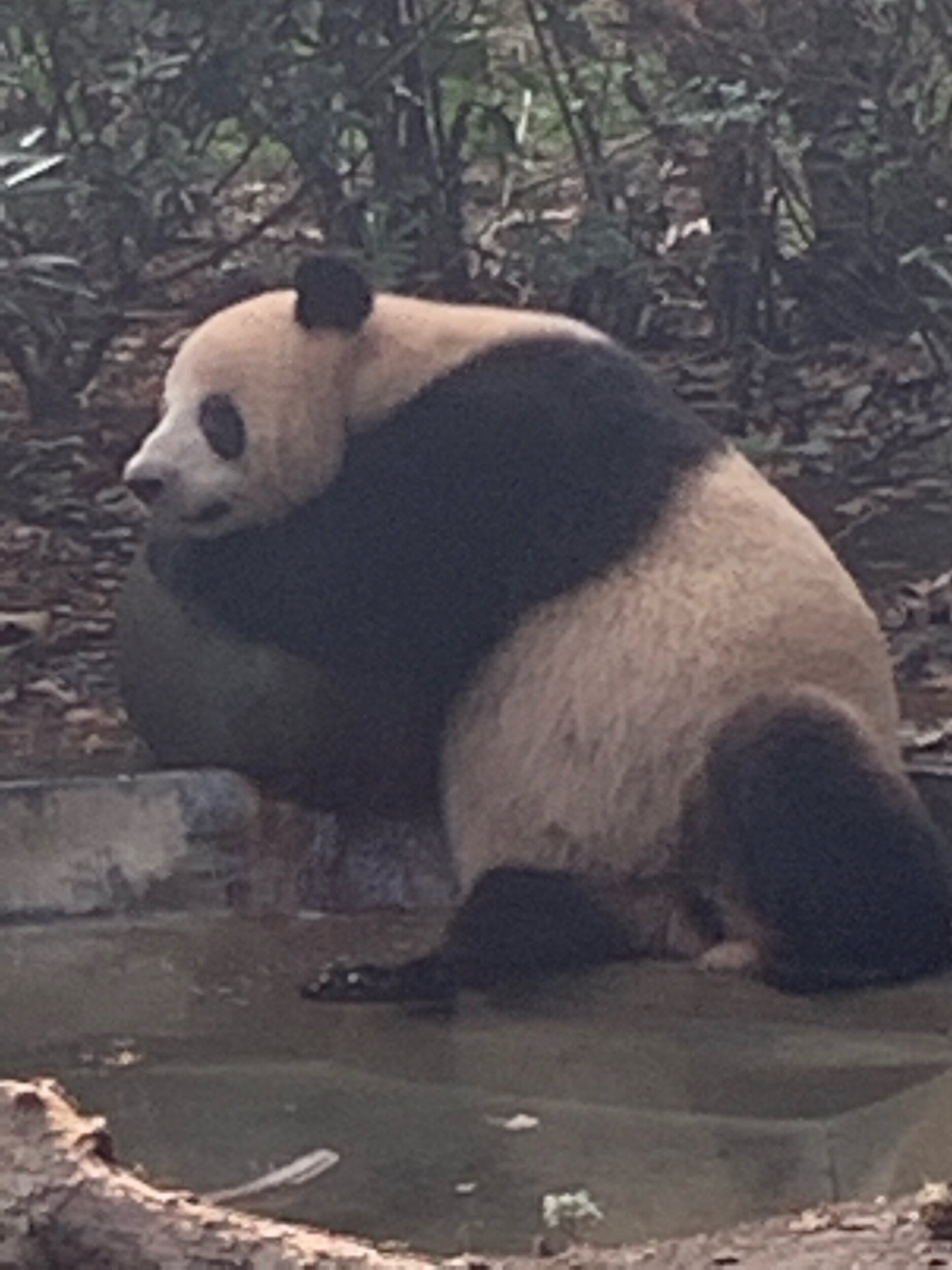 IMG_1926.jpeg