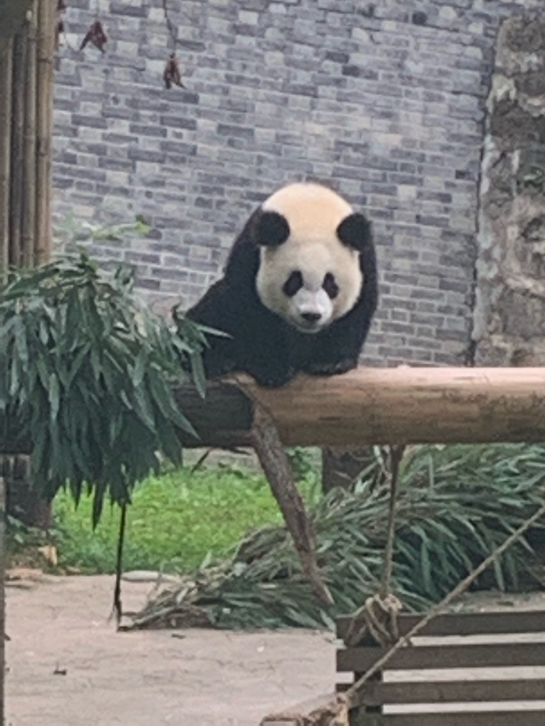 IMG_2701.jpeg