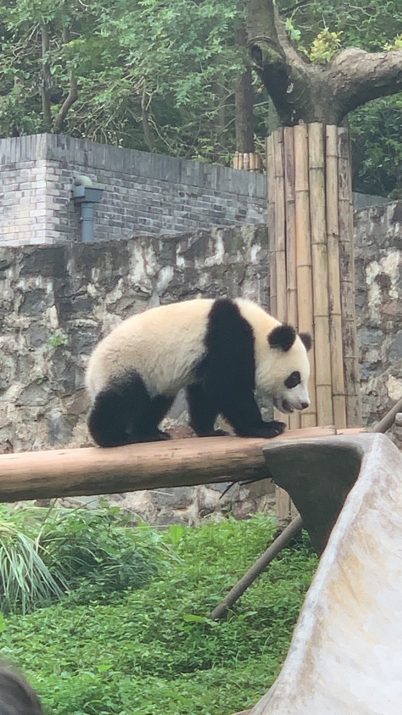 IMG_2703.jpeg