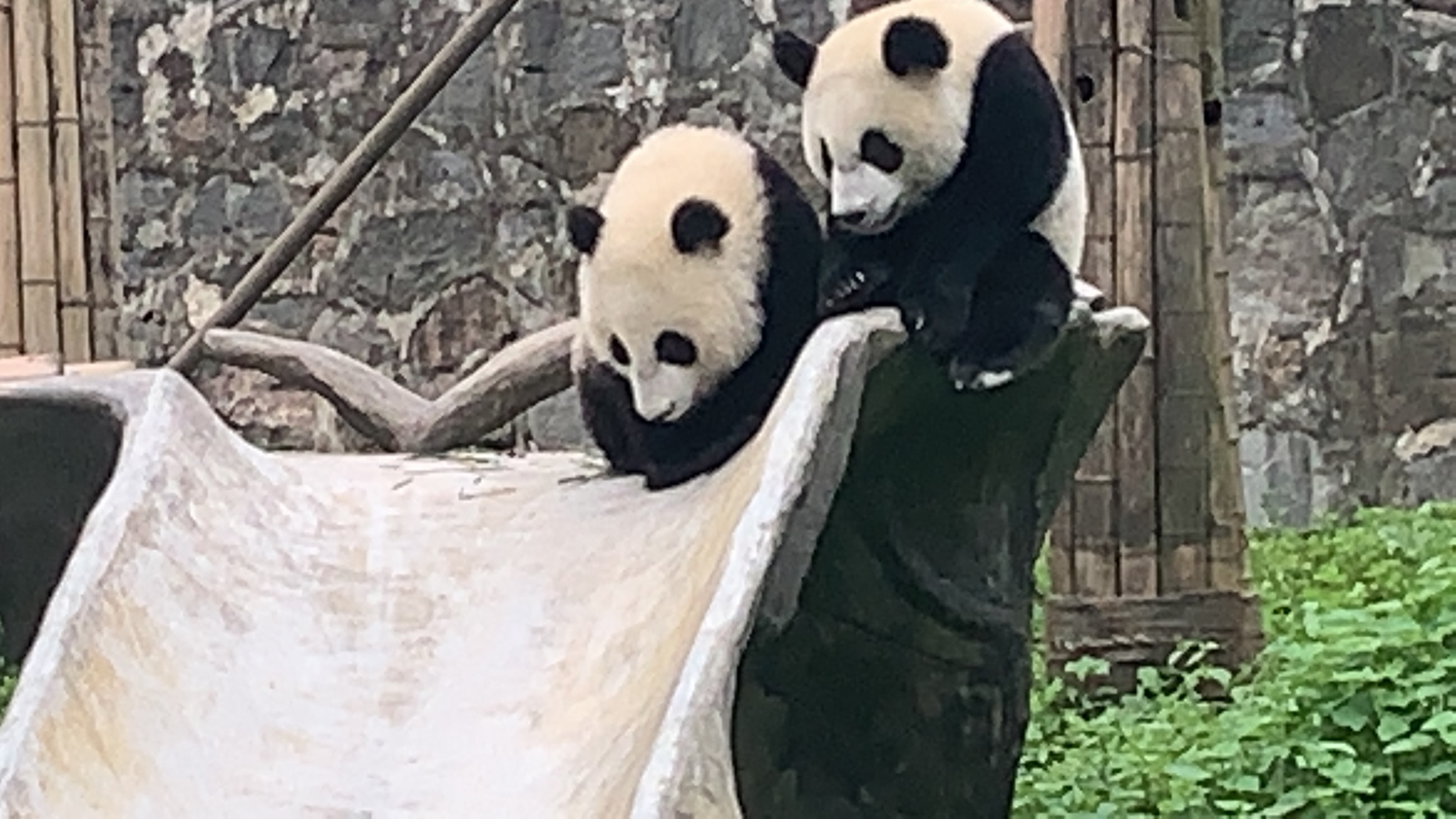 IMG_2720.jpeg