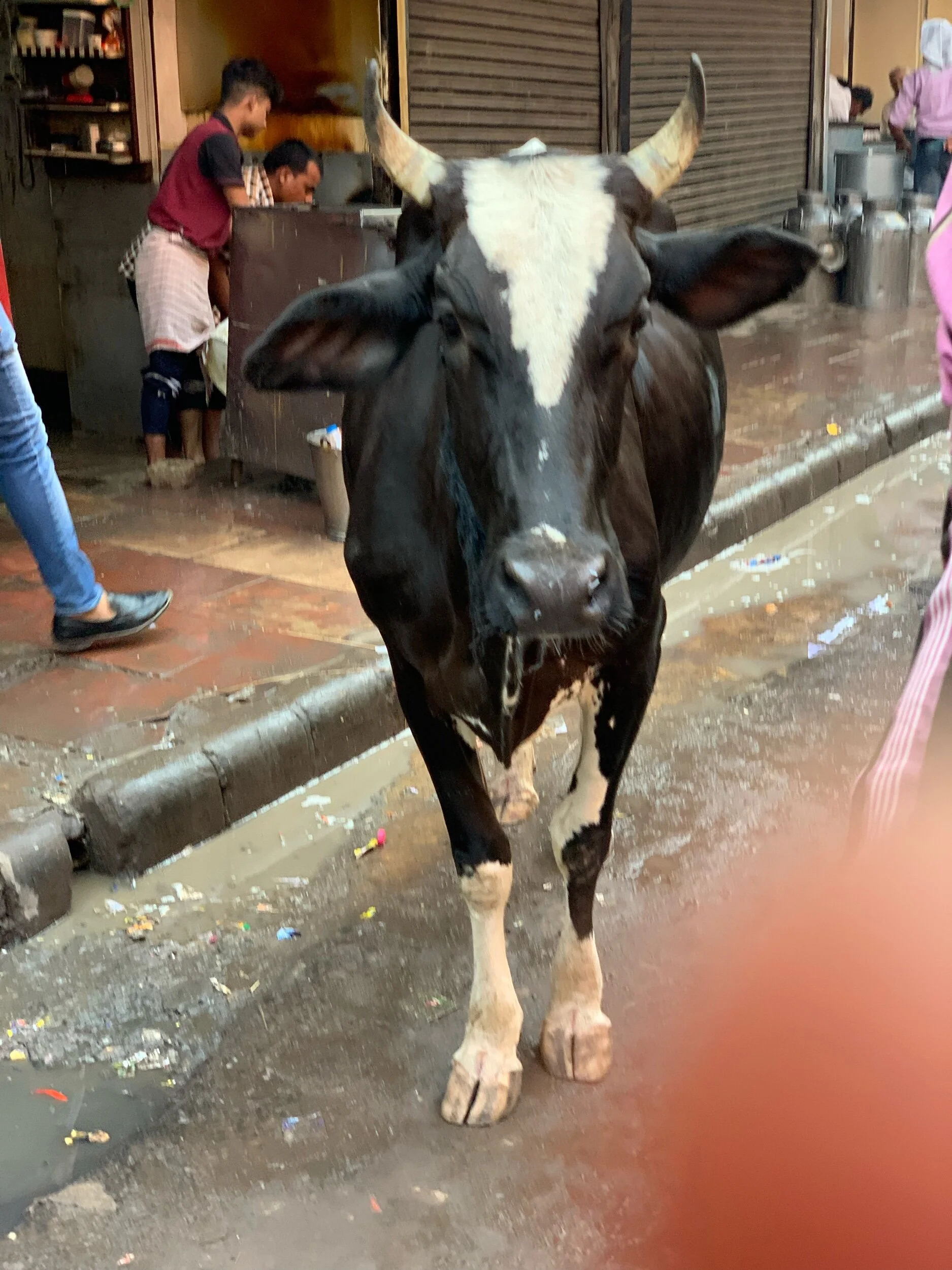 IMG_6504.jpeg