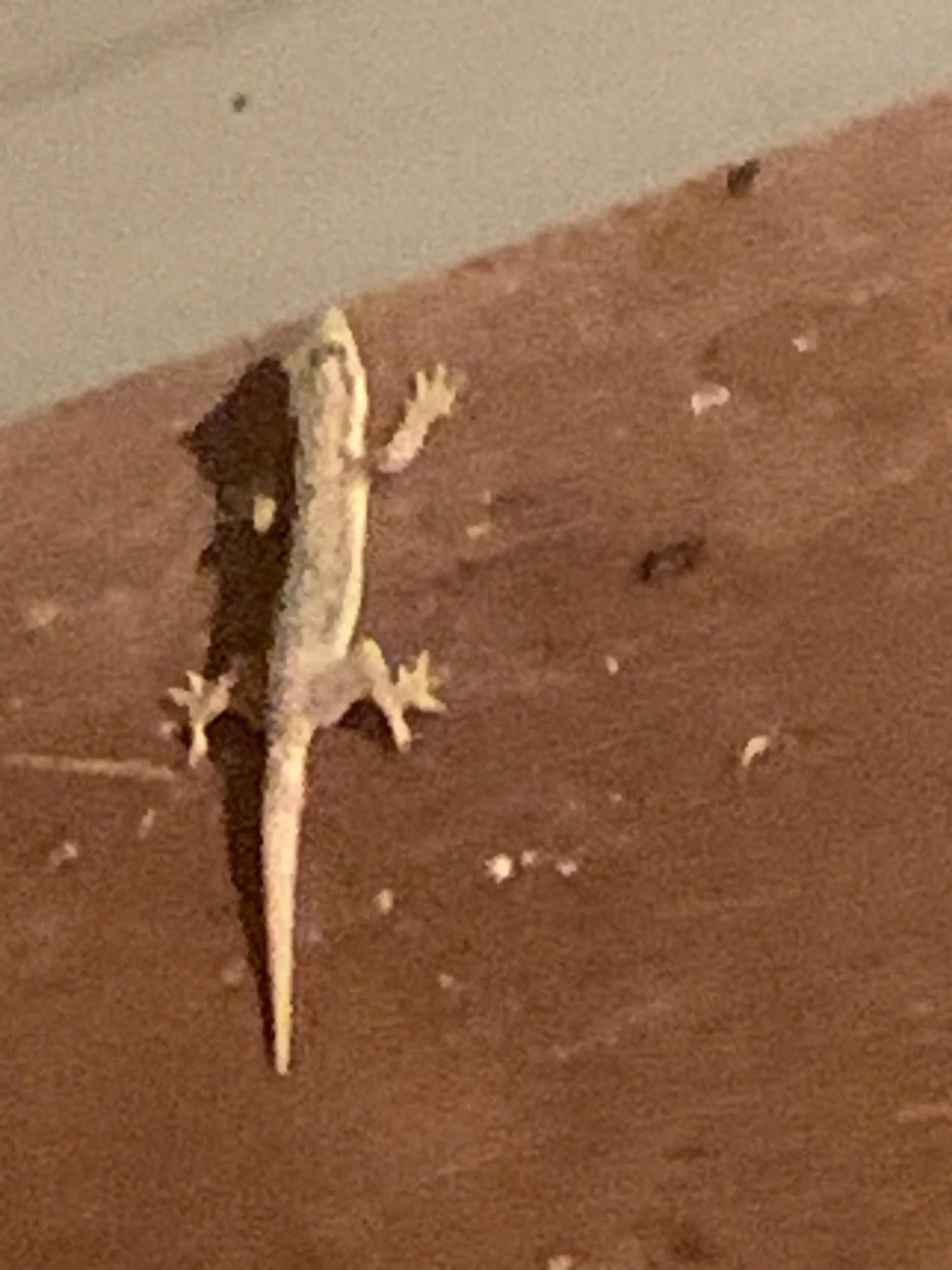 IMG_6467.jpeg