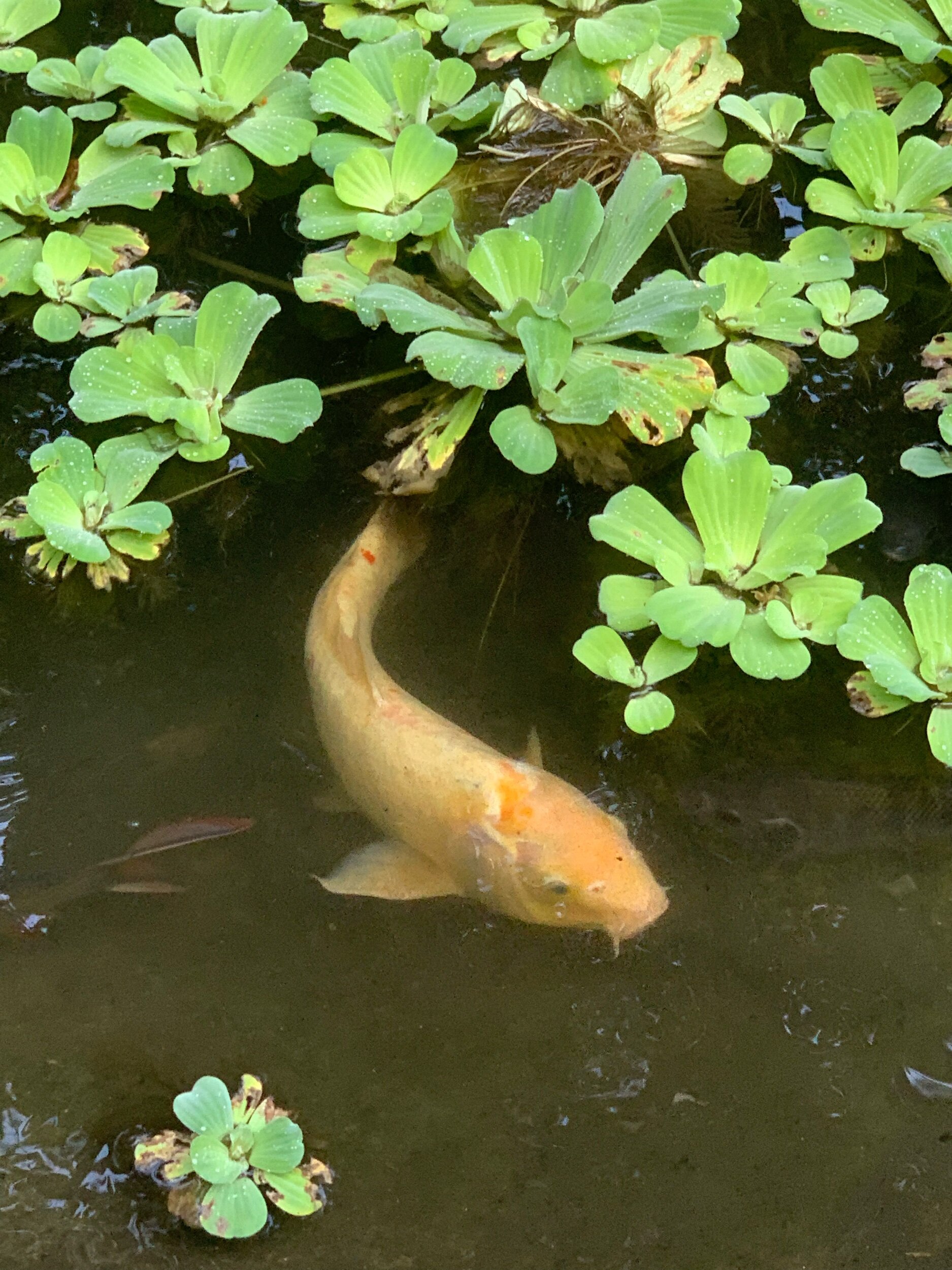 IMG_0750.jpeg