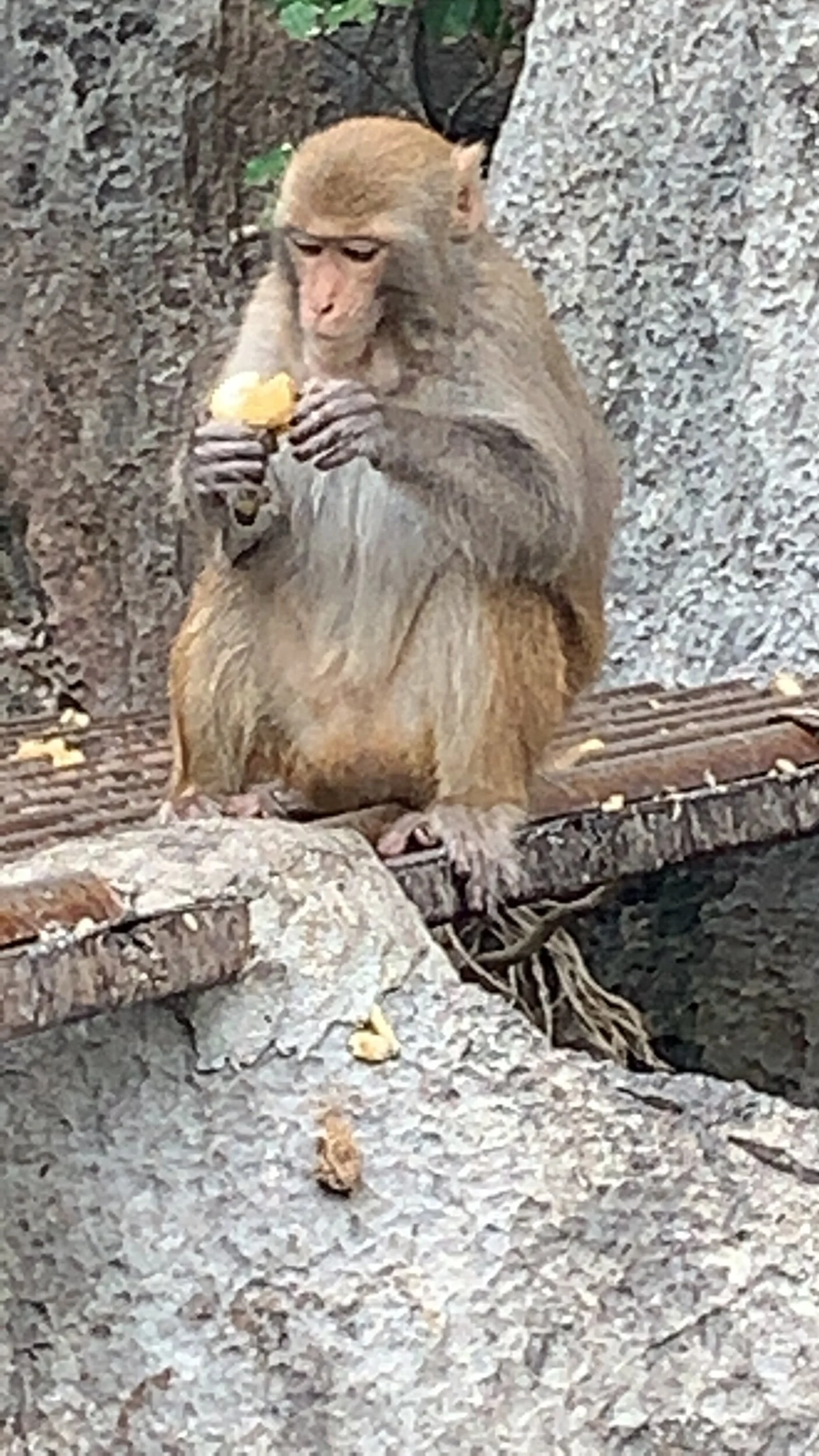 IMG_4508.jpeg