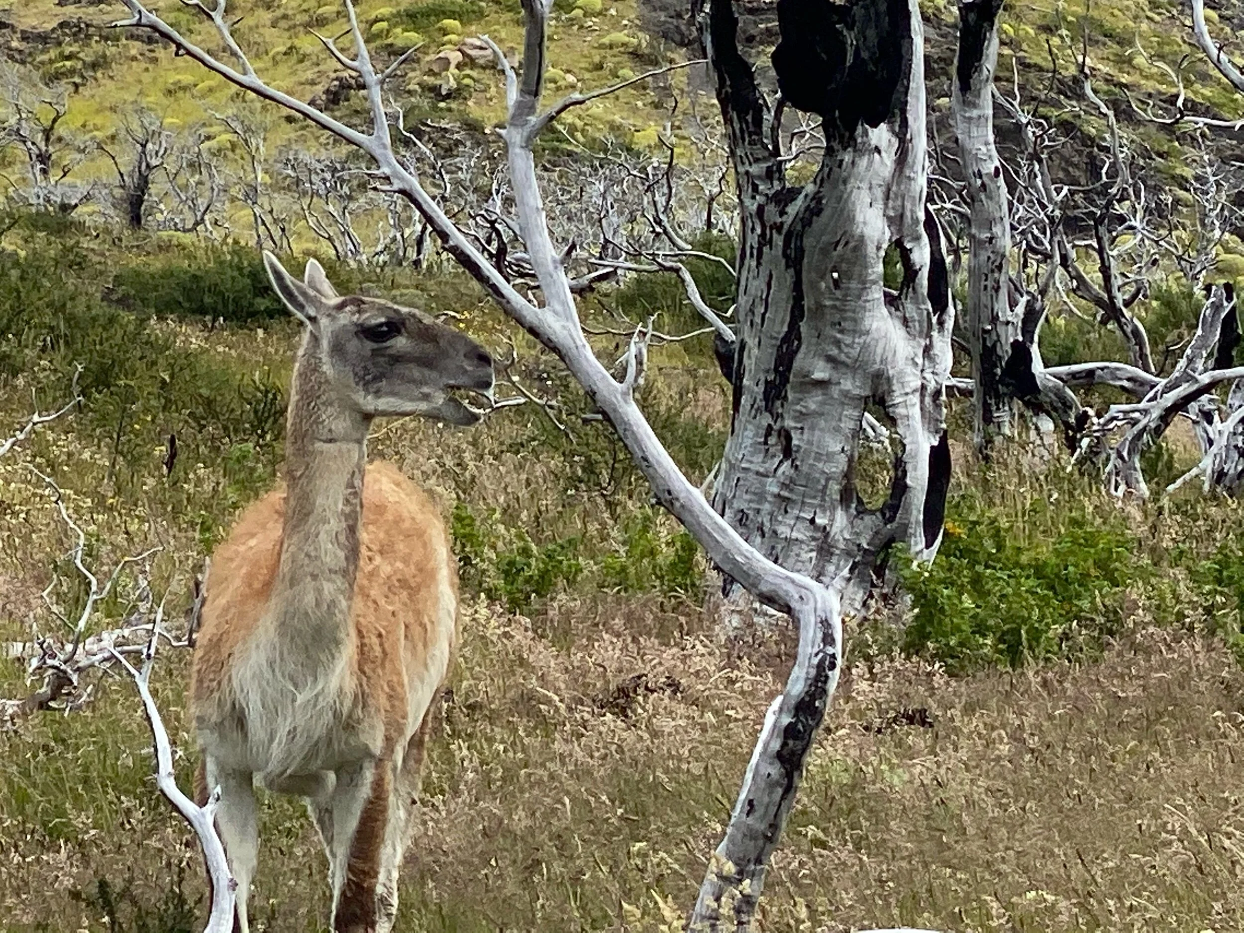 IMG_6945.jpeg