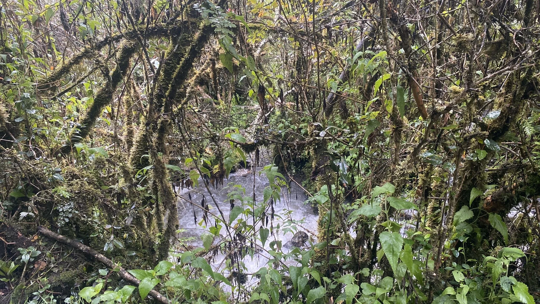 IMG_0969.jpeg