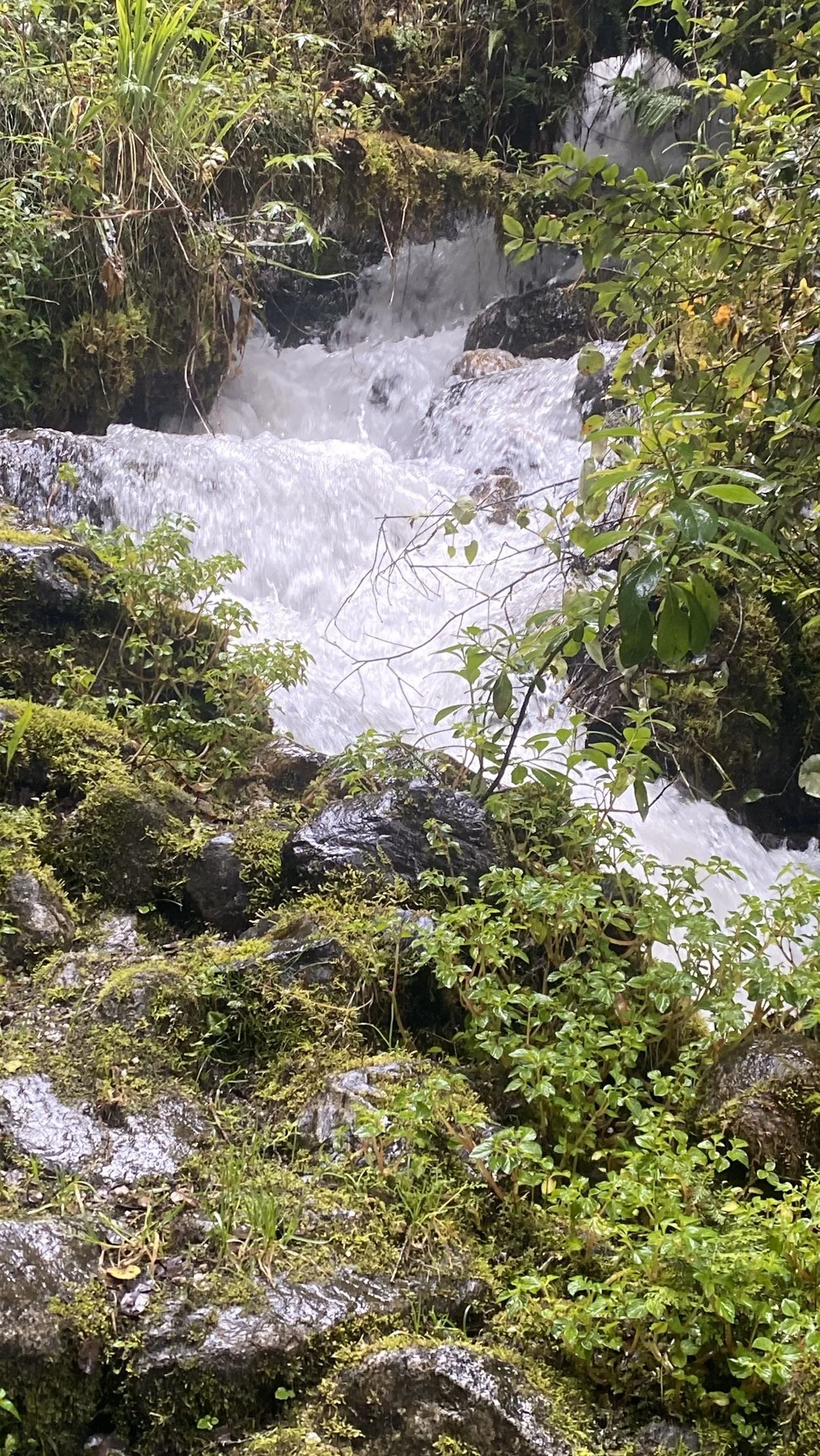 IMG_0980.jpeg