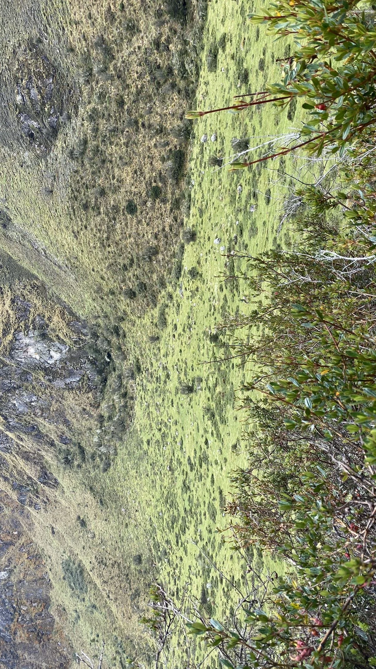 IMG_0990.jpeg